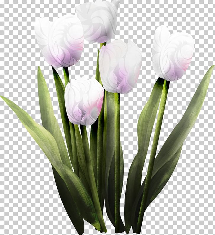 Tulip Flower PNG, Clipart, Bud, Crocus, Cut Flowers, Download, Drawing Free PNG Download