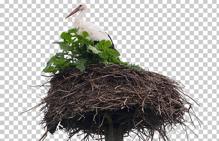 White Stork Bird Nest NEST+m Beak PNG, Clipart, Beak, Bird, Bird Nest, Ciconiiformes, Nest Free PNG Download