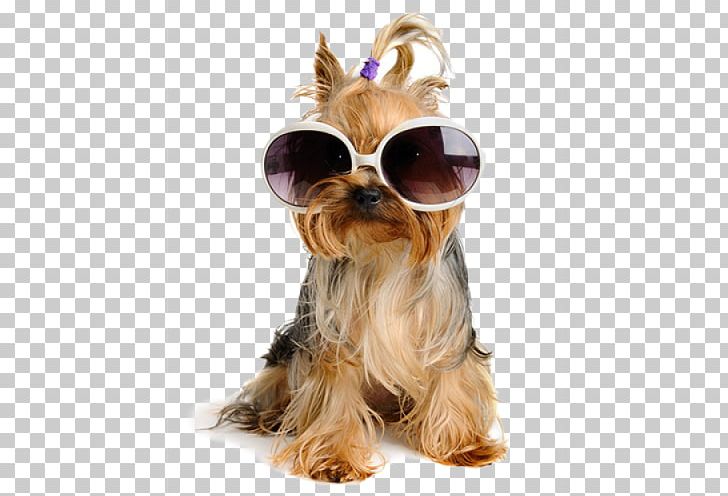 Yorkshire Terrier Sunglasses Labrador Retriever Puppy Stock Photography PNG, Clipart, Carnivoran, Coat, Companion Dog, Desktop Wallpaper, Dog Free PNG Download