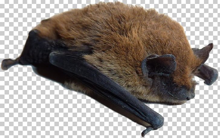 Little Brown Bat Rat Pest Control Vermin PNG, Clipart, Animal, Animal Bite, Animals, Bat, Big Brown Bat Free PNG Download