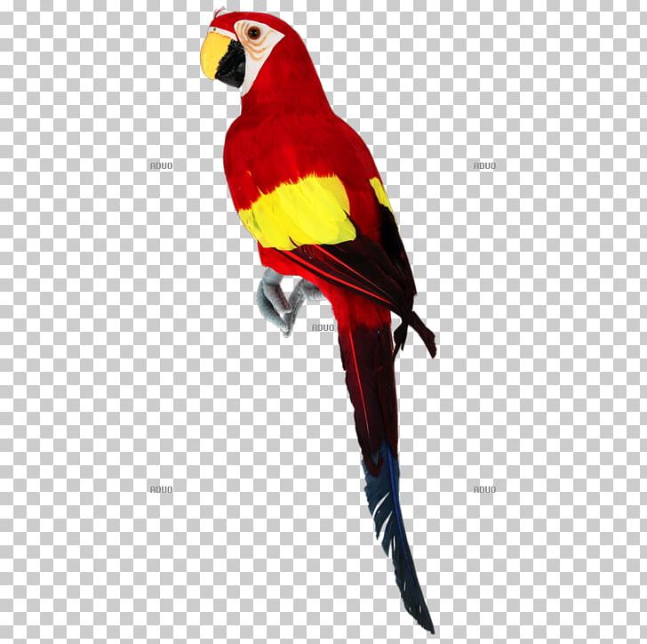 Macaw Bird Loriini Chicken True Parrot PNG, Clipart, Animal, Animals, Beak, Bird, Centimeter Free PNG Download