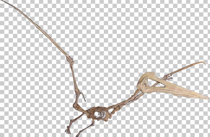 Quetzalcoatlus Hatzegopteryx Maastrichtian Javelina Formation Pterosaurs PNG, Clipart, Azhdarchidae, Branch, Cretaceous, Darren Naish, Fashion Accessory Free PNG Download