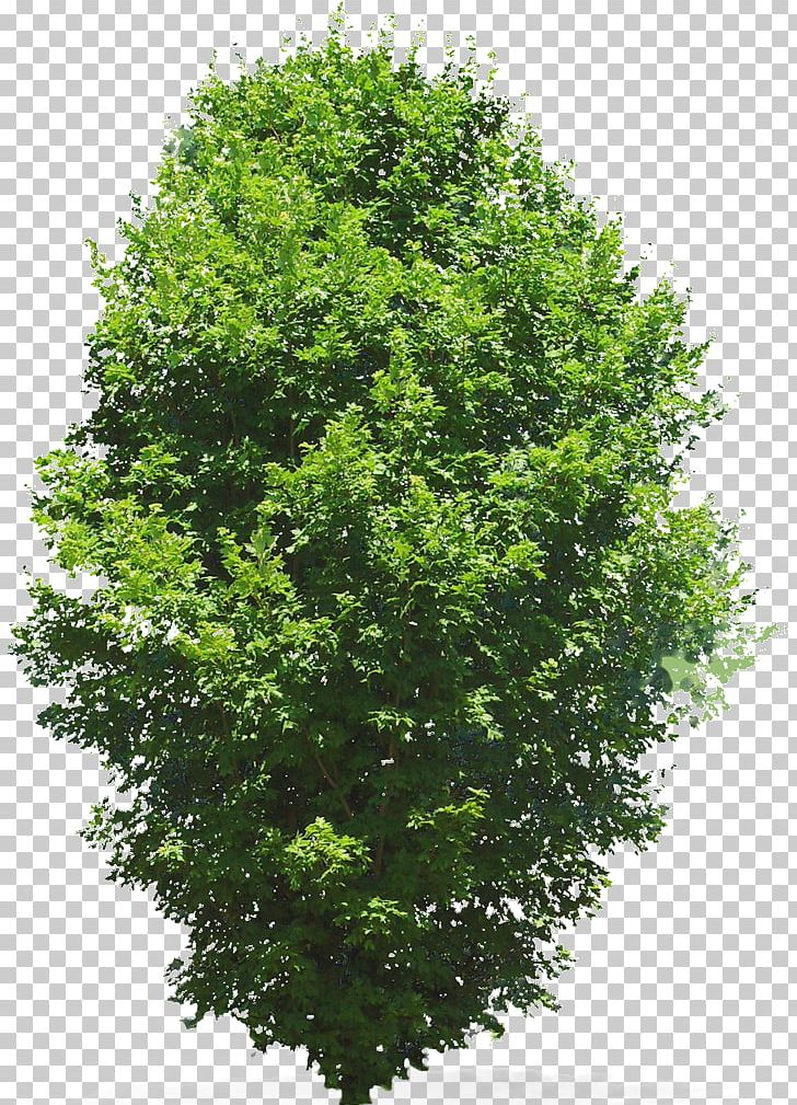 Tree Window Woody Plant PNG, Clipart, Agac, Agac Resimleri, Branch, Door, Evergreen Free PNG Download