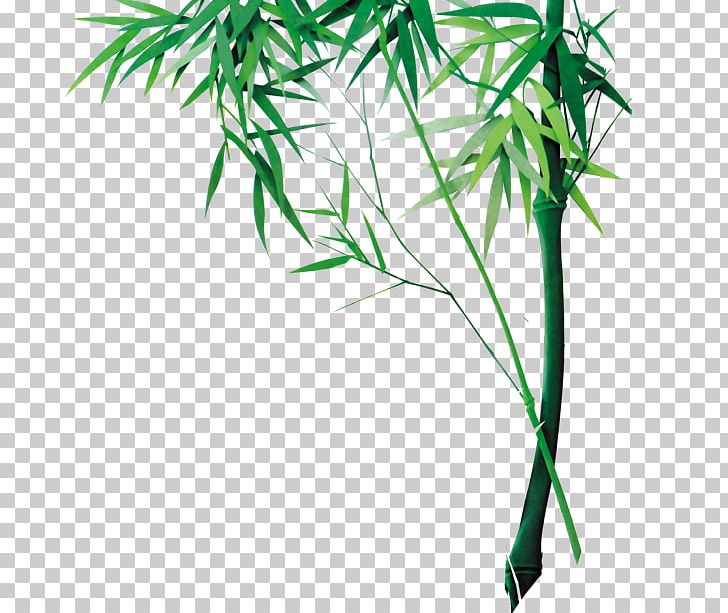 Bamboo Bamboe PNG, Clipart, Bamboe, Bamboo, Branch, Chin, China Free PNG Download