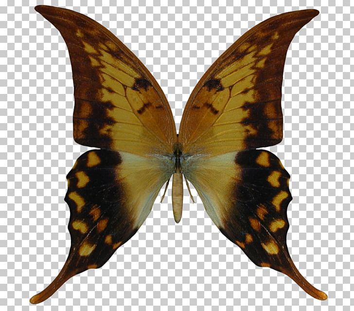 Butterfly Desktop Photography PNG, Clipart, Art, Arthropod, Brush Footed Butterfly, Buterfly, Butterfly Free PNG Download