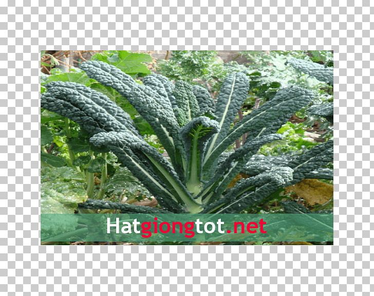 Lacinato Kale Italian Cuisine Heirloom Plant Crop Yield The Non-GMO Project PNG, Clipart, Crop Yield, Dinosaur, Genetically Modified Organism, Grass, Heirloom Plant Free PNG Download