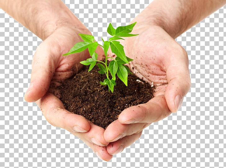 Soil Seedling Sprouting Stock Photography Bud PNG, Clipart, Bud, Ecology, Flowerpot, Food Drinks, Grass Free PNG Download