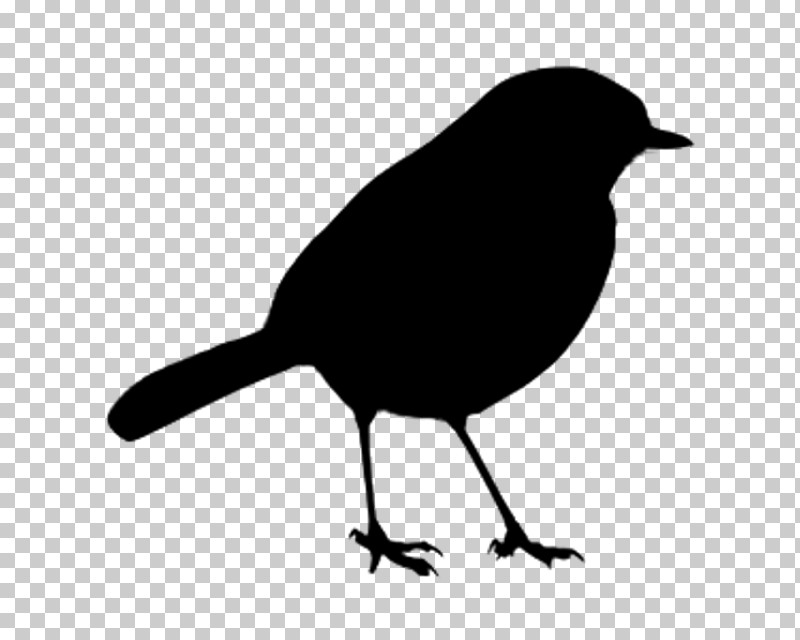 Bird Beak Blackbird Perching Bird Songbird PNG, Clipart, Beak, Bird, Blackbird, Crowlike Bird, New Caledonian Crow Free PNG Download