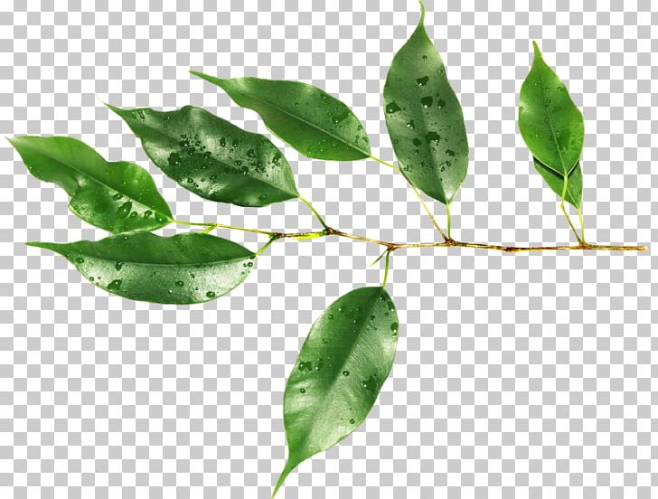 Leaf Raster Graphics Plant Stem PNG, Clipart, Branch, Clip Art, Computer Icons, Flora, Green Free PNG Download