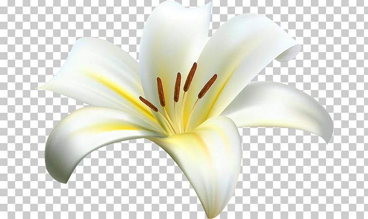 Lilium PNG, Clipart, Art Museum, Computer, Computer Wallpaper, Decorative, Desktop Wallpaper Free PNG Download