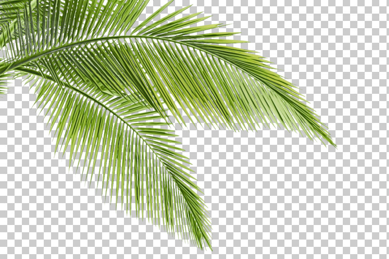 Coconut PNG, Clipart, Asian Palmyra Palm, Borassus, Coconut, Entekno Ltd, Hashtag Free PNG Download