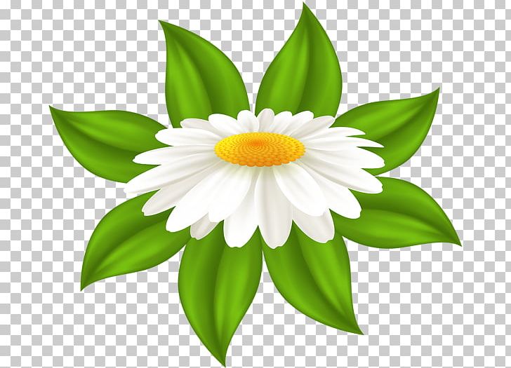 Common Daisy Television PNG, Clipart, Art Museum, Common Daisy, Daisy, Daisy Family, Dream Free PNG Download