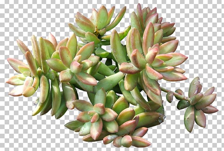Crassulaceae Sedum Adolphi Stonecrop Plant PNG, Clipart, Art, Copyright, Crassulaceae, Download, Flower Free PNG Download