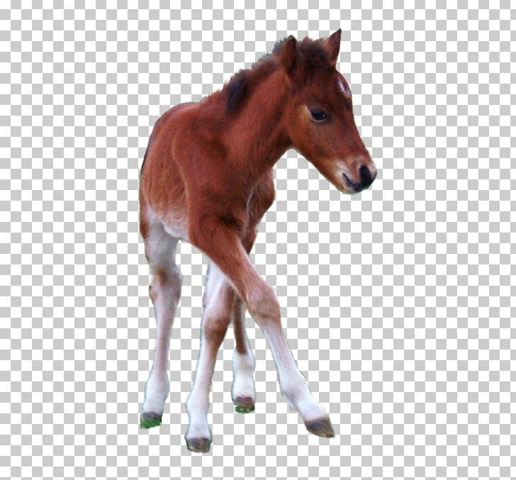 Foal Hackney Pony Hackney Horse Stallion PNG, Clipart, Animal Figure, Bridle, Colt, Foal, Hackney Horse Free PNG Download