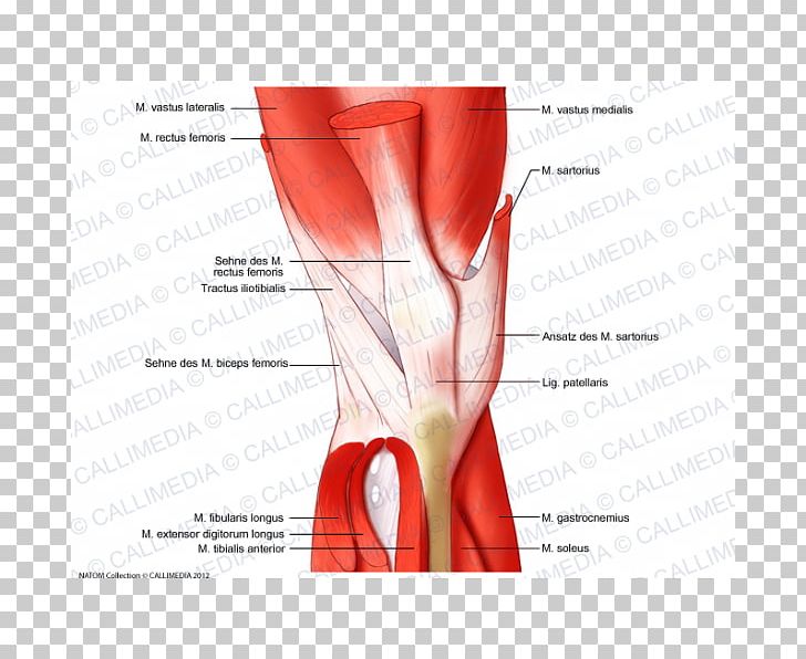 Knee Human Anatomy Human Body Muscular System PNG, Clipart, Abdomen, Anatomy, Arm, Artery, Blood Vessel Free PNG Download