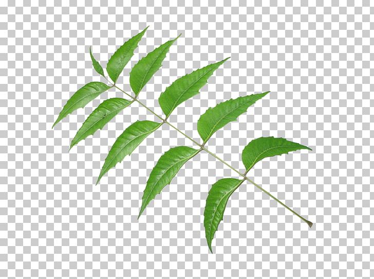 Neem Tree Neem Oil Leaf Pimenta Racemosa PNG, Clipart, Ayurveda, Azadirachta, Branch, Head Louse, Herb Free PNG Download