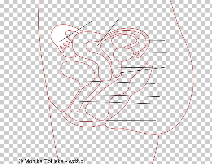 Ear Sketch PNG, Clipart, Angle, Area, Arm, Art, Circle Free PNG Download