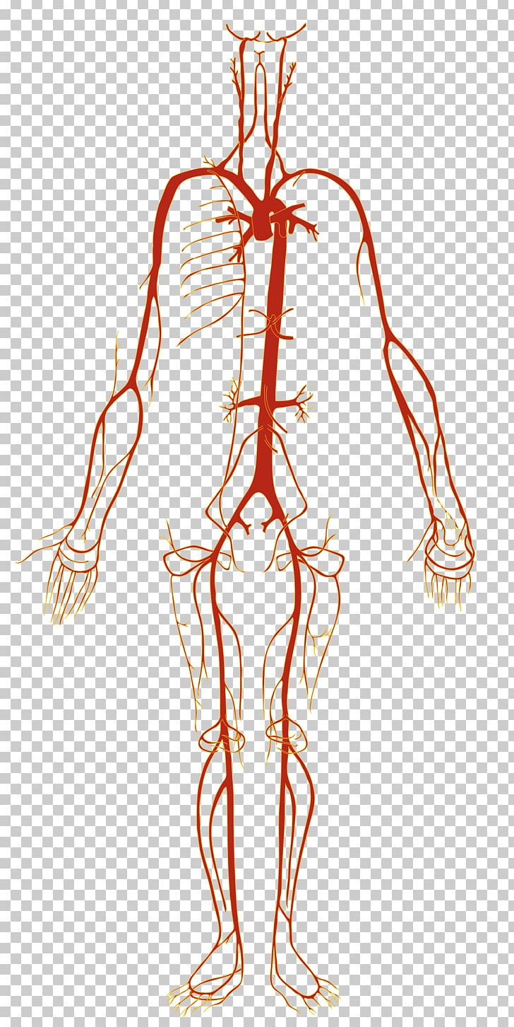 Artery Human Body Blood Vessel Human Anatomy PNG, Clipart, Anatomy, Aorta, Arm, Art, Blood Free PNG Download