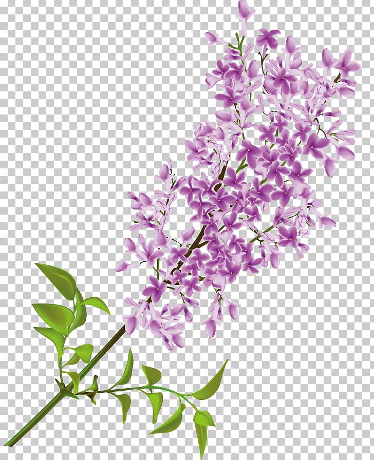 Common Lilac Flower PNG, Clipart, Blossom, Branch, Clip Art, Common Lilac, Cut Flowers Free PNG Download