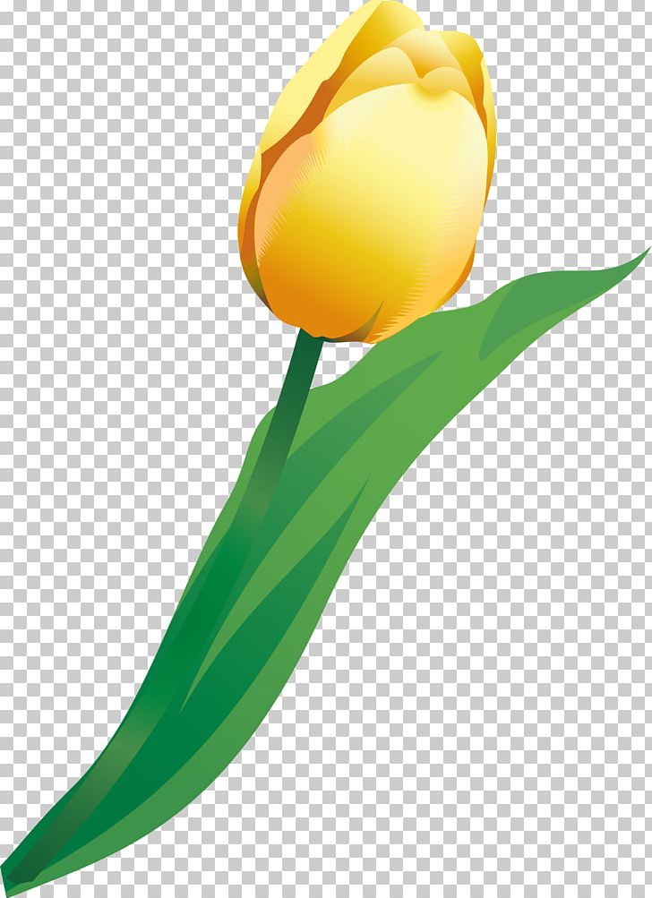 Cut Flowers Tulip Plant Stem PNG, Clipart, Cut Flowers, Flower, Flowering Plant, Flowers, Liliaceae Free PNG Download