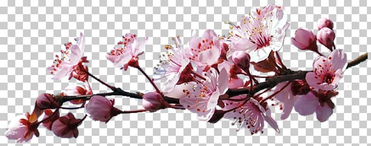 Flower Portable Network Graphics GIF Cherry Blossom PNG, Clipart, Blossom, Branch, Cerasus, Cherry Blossom, Cut Flowers Free PNG Download