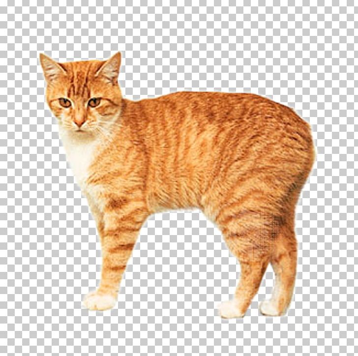 Manx Cat Siamese Cat American Bobtail Japanese Bobtail Pixie-bob PNG, Clipart, Animal, Animals, Carnivoran, Cat Ear, Cat Like Mammal Free PNG Download