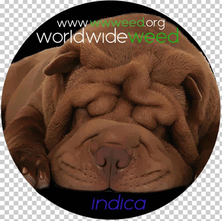 Mini Shar Pei Chow Chow Puppy English Cocker Spaniel PNG, Clipart, Breed, Canidae, Carnivoran, Chinese Sharpei, Chow Chow Free PNG Download