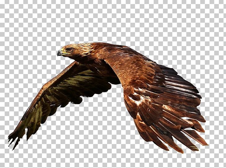 Bald Eagle Desktop High-definition Television PNG, Clipart, 4k Resolution, 1080p, Accipitriformes, Animals, Bald Eagle Free PNG Download
