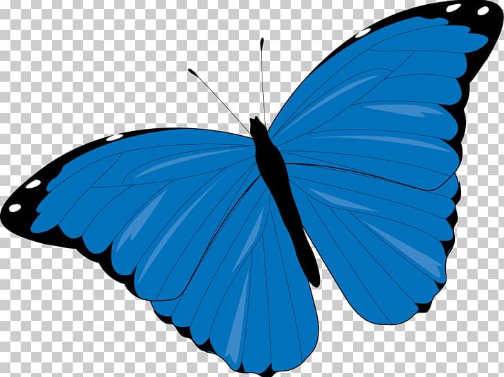 Brush-footed Butterflies 晉江文學城 Butterfly PNG, Clipart, Azure, Blue, Brush Footed Butterfly, Butt, Editing Free PNG Download