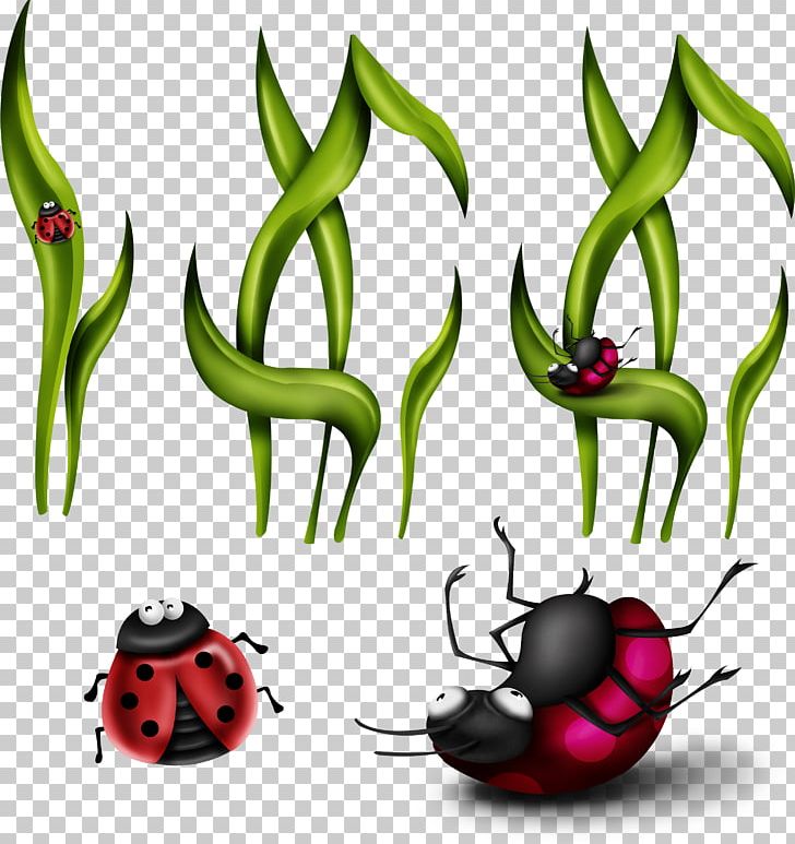 Insect Coccinella Septempunctata PNG, Clipart, Animals, Artwork, Cim, Coccinella, Coccinella Septempunctata Free PNG Download