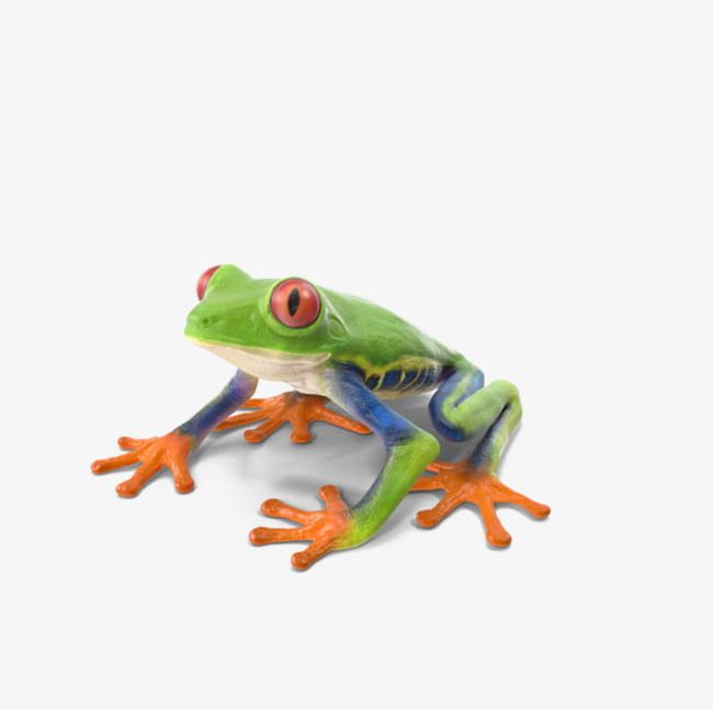 Red Eye Tree Frog PNG, Clipart, Amphibian, Animal, Cute, Eye, Eye Clipart Free PNG Download