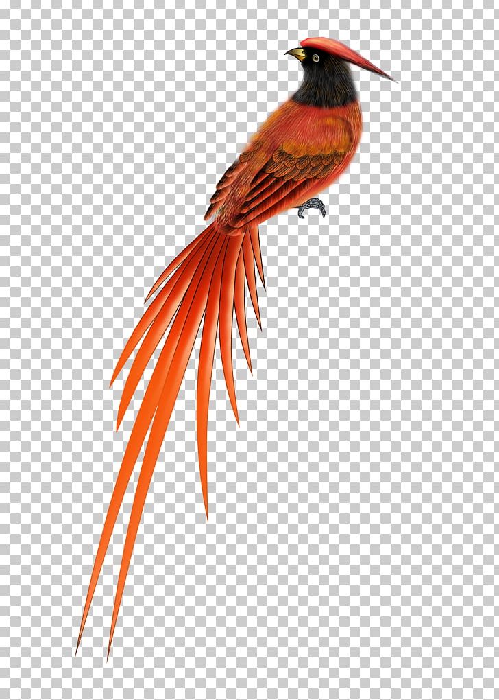 Songbird Golden Pheasant PNG, Clipart, Animal, Animals, Beak, Bird, Download Free PNG Download