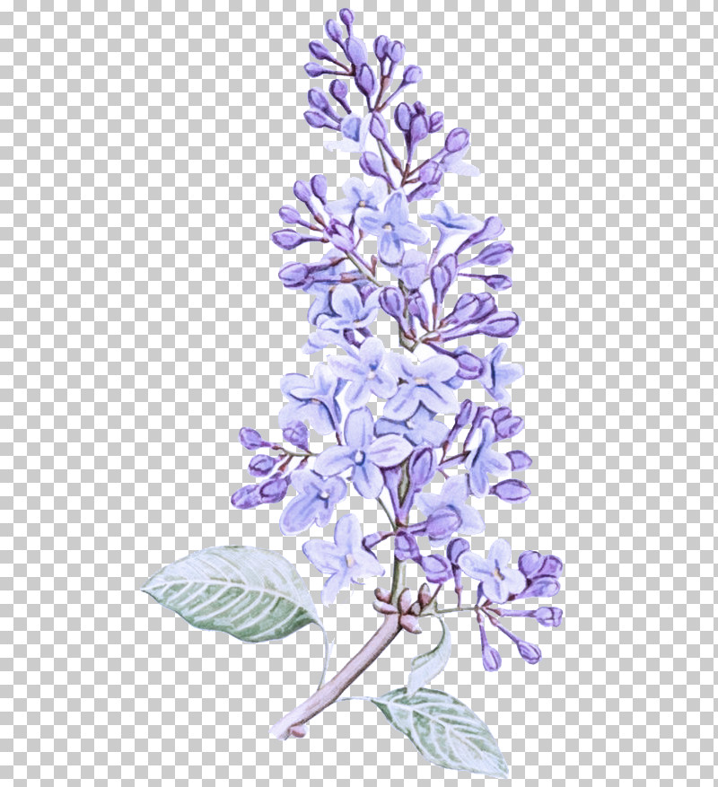 Lavender PNG, Clipart, Branch, Flower, Lavender, Lilac, Plant Free PNG Download