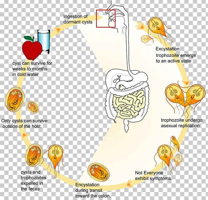 Giardia Lamblia Giardiasis Infection Biological Life Cycle Trofozoit PNG, Clipart, Area, Biological Life Cycle, Cyst, Diagram, Feces Free PNG Download