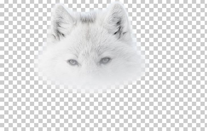 Red Fox Dog Arctic Wolf Snowy Owl Photo-Forum PNG, Clipart, Animal, Animals, Arctic Wolf, Black, Black And White Free PNG Download