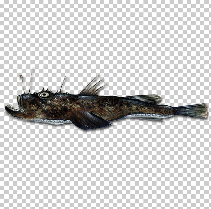 Anglerfish Fishing Angling PNG, Clipart, Angler, Anglerfish, Angling, Atlantic Cod, Brown Trout Free PNG Download