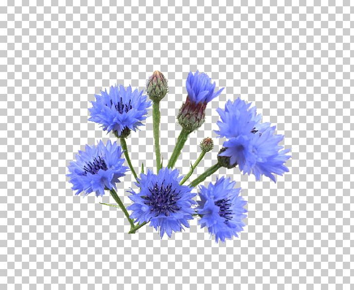 Author Flower Blue Album Мандрівникові PNG, Clipart, Album, Artificial Flower, Aster, Author, Blue Free PNG Download