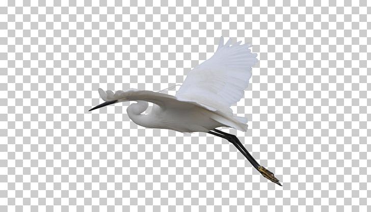 Beak Bird Goose Duck Cygnini PNG, Clipart, Anatidae, Animal, Beak, Bird, Crane Free PNG Download