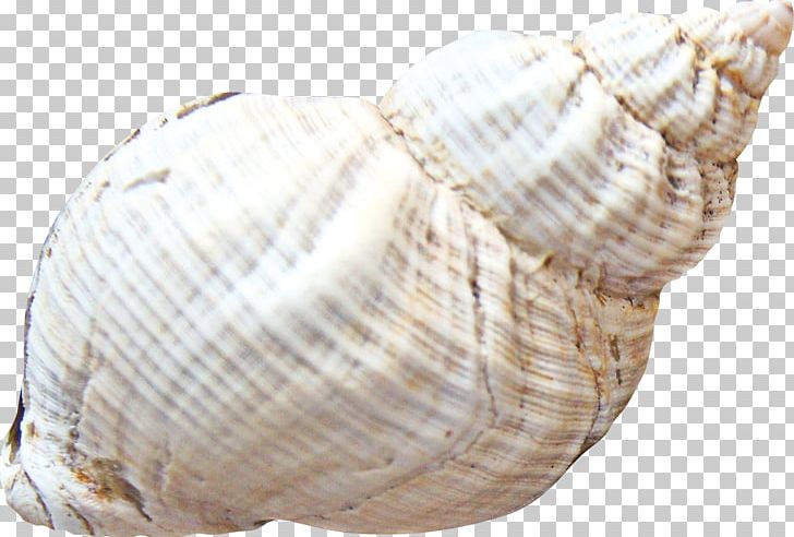 Cockle Seashell Sea Snail PNG, Clipart, Albom, Animal Product, Beach, Beach Elements, Cartoon Conch Free PNG Download