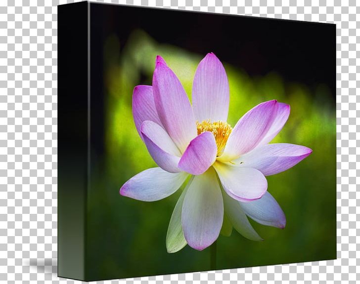 Desktop Computer Close-up Lotus-m Wildflower PNG, Clipart, Aquatic Plant, Blooming Lotus, Blossom, Closeup, Computer Free PNG Download