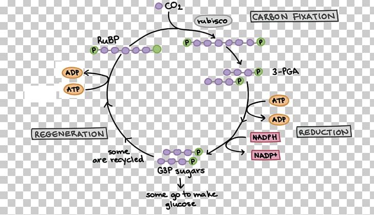 Light-dependent Reactions Biology Photosynthesis Calvin Cycle PNG, Clipart, Angle, Anoxygenic Photosynthesis, Area, Biology, Body Jewelry Free PNG Download