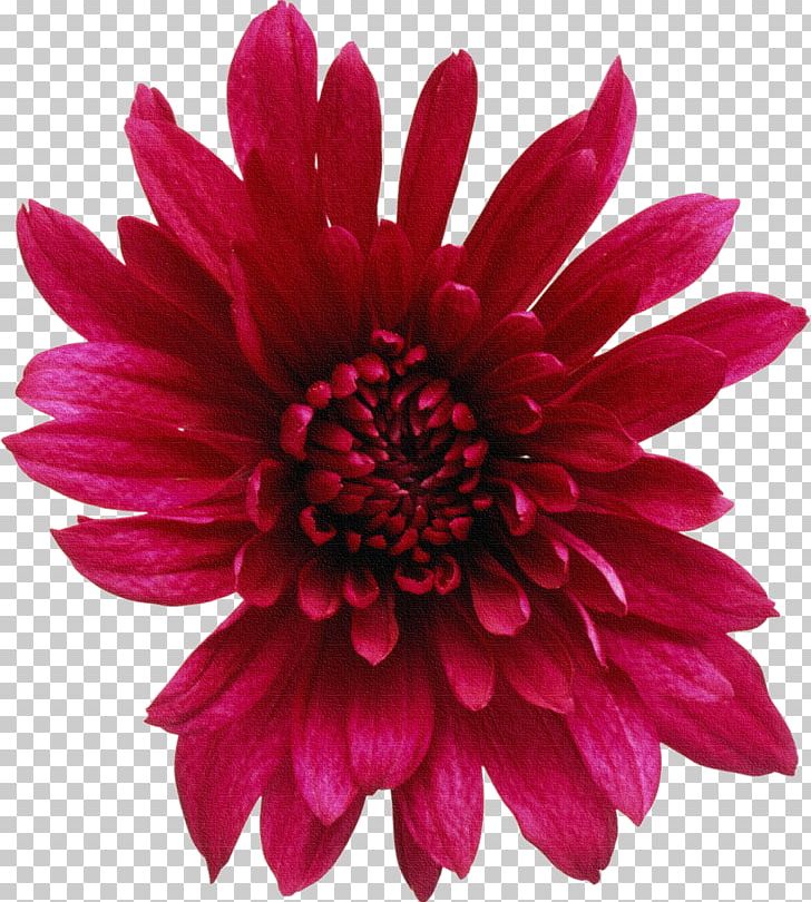 Flower PNG, Clipart, Annual Plant, Chrysanthemum, Chrysanths, Cut Flowers, Dahlia Free PNG Download