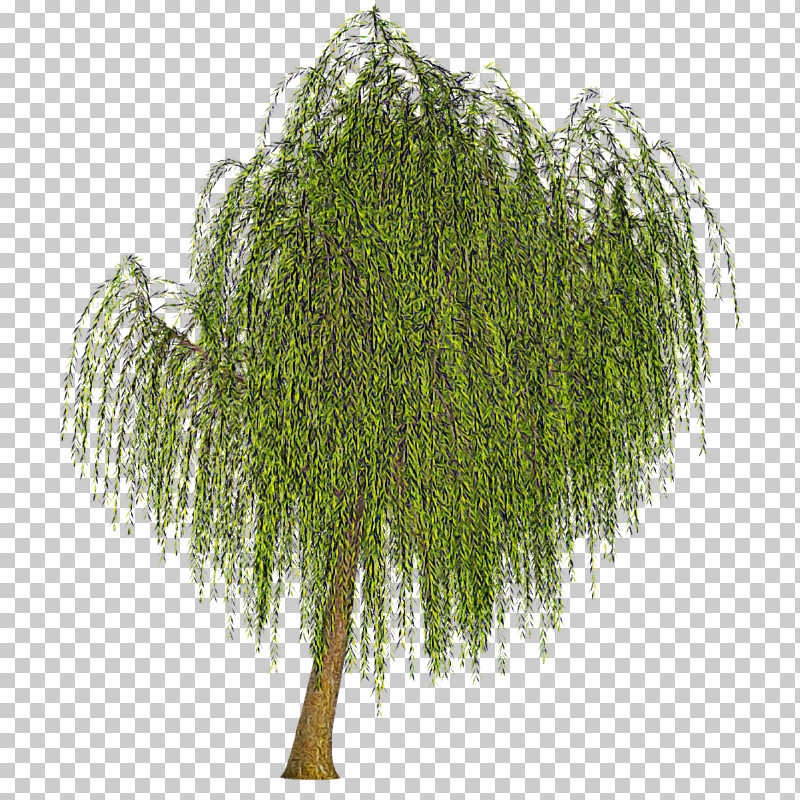 Tree Plant Woody Plant Willow Grass PNG, Clipart, American Larch, Grass, Pine Family, Plant, Tree Free PNG Download