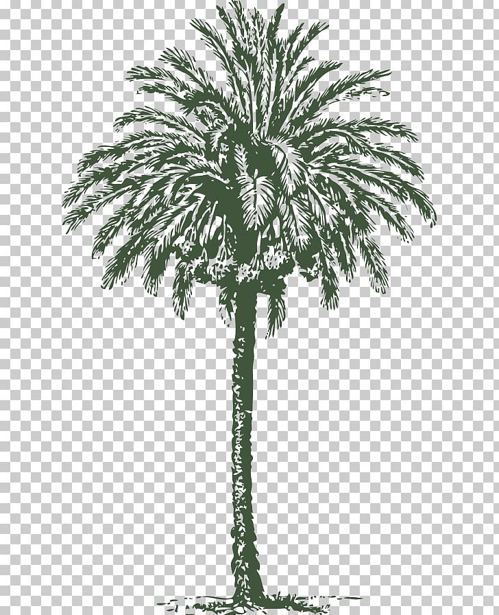 Arecaceae Date Palm Art PNG, Clipart, Arecaceae, Arecales, Art, Black And White, Borassus Flabellifer Free PNG Download