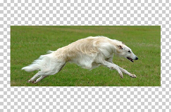 Borzoi Saluki Silken Windhound Whippet Polish Greyhound PNG, Clipart, Afghan Hound, Animal Sports, Borzoi, Breed, Breed Group Free PNG Download