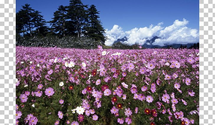 Garden Cosmos Flora Meadow Wildflower Annual Plant PNG, Clipart, Anemone, Annual Plant, Art, Aster, Cosmos Free PNG Download