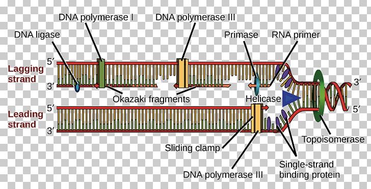 Prokaryotic DNA Replication DNA Polymerase Helicase PNG, Clipart, Angle, Circular Bacterial Chromosome, Diagram, Dna, Dna Polymerase Free PNG Download