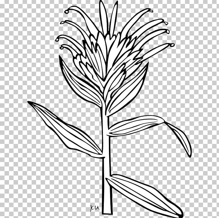 Wyoming India Castilleja Miniata Castilleja Linariifolia PNG, Clipart, Black And White, Branch, Brush, Castilleja Linariifolia, Castilleja Miniata Free PNG Download