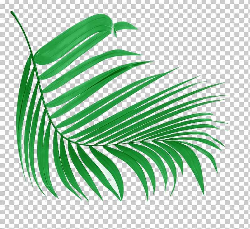 Leaf Plant Stem Green M-tree Font PNG, Clipart, Biology, Green, Leaf, Line, Meter Free PNG Download