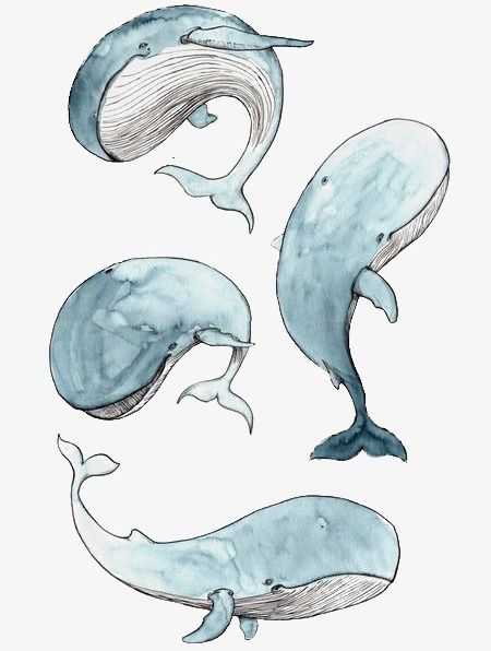 Blue Whale PNG, Clipart, Anatomy, Animal, Art, Biology, Blue Free PNG Download
